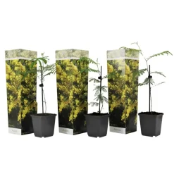 Plant in a Box Zilveracacia - Set van 3 - Mimosa dealbata - Hoogte 25-40cm - ⌀9cm Clearance