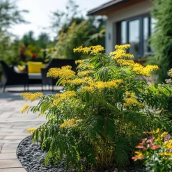 Plant in a Box Zilveracacia - Set van 3 - Mimosa dealbata - Hoogte 25-40cm - ⌀9cm Clearance