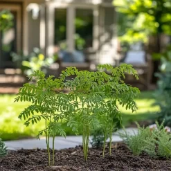 Plant in a Box Zilveracacia - Set van 3 - Mimosa dealbata - Hoogte 25-40cm - ⌀9cm Clearance