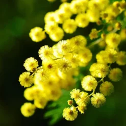 Plant in a Box Zilveracacia - Set van 3 - Mimosa dealbata - Hoogte 25-40cm - ⌀9cm Clearance