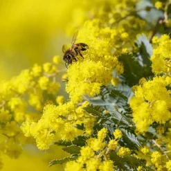 Plant in a Box Zilveracacia - Set van 3 - Mimosa dealbata - Hoogte 25-40cm - ⌀9cm Clearance