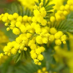 Plant in a Box Zilveracacia - Set van 3 - Mimosa dealbata - Hoogte 25-40cm - ⌀9cm Clearance