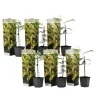 Plant in a Box Zilveracacia - Set van 6 - Mimosa dealbata - Hoogte 25-40cm - ⌀9cm Hot