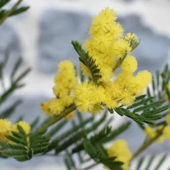 Plant in a Box Zilveracacia - Set van 6 - Mimosa dealbata - Hoogte 25-40cm - ⌀9cm Hot