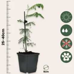 Plant in a Box Zilveracacia - Set van 6 - Mimosa dealbata - Hoogte 25-40cm - ⌀9cm Hot