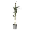 Plant in a Box Zilvereucalyptus - Eucalyptus cinerea 'Silver Dollar' - Hoogte 90-110cm - ⌀19cm Sale