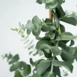 Plant in a Box Zilvereucalyptus - Eucalyptus cinerea 'Silver Dollar' - Hoogte 90-110cm - ⌀19cm Sale