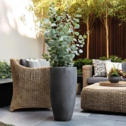 Plant in a Box Zilvereucalyptus - Eucalyptus cinerea 'Silver Dollar' - Hoogte 90-110cm - ⌀19cm Sale