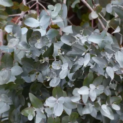 Plant in a Box Zilvereucalyptus - Eucalyptus cinerea 'Silver Dollar' - Hoogte 90-110cm - ⌀19cm Sale