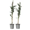 Plant in a Box Zilvereucalyptus - Set van 2 - Eucalyptus - Hoogte 90-110cm - ⌀19cm Clearance