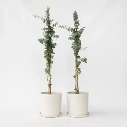 Plant in a Box Zilvereucalyptus - Set van 2 - Eucalyptus - Hoogte 90-110cm - ⌀19cm Clearance