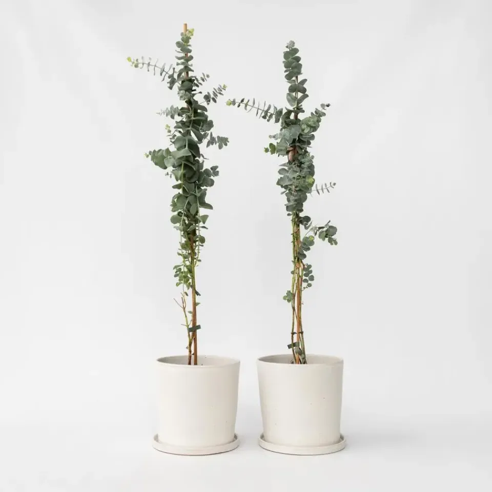 Plant in a Box Zilvereucalyptus - Set van 2 - Eucalyptus - Hoogte 90-110cm - ⌀19cm Clearance
