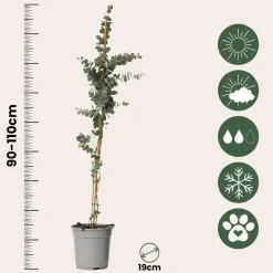 Plant in a Box Zilvereucalyptus - Set van 2 - Eucalyptus - Hoogte 90-110cm - ⌀19cm Clearance