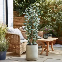 Plant in a Box Zilvereucalyptus - Set van 2 - Eucalyptus - Hoogte 90-110cm - ⌀19cm Clearance