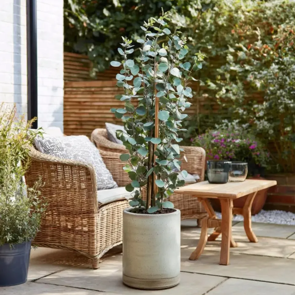 Plant in a Box Zilvereucalyptus - Set van 2 - Eucalyptus - Hoogte 90-110cm - ⌀19cm Clearance