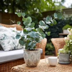 Plant in a Box Zilvereucalyptus - Set van 2 - Eucalyptus - Hoogte 90-110cm - ⌀19cm Clearance