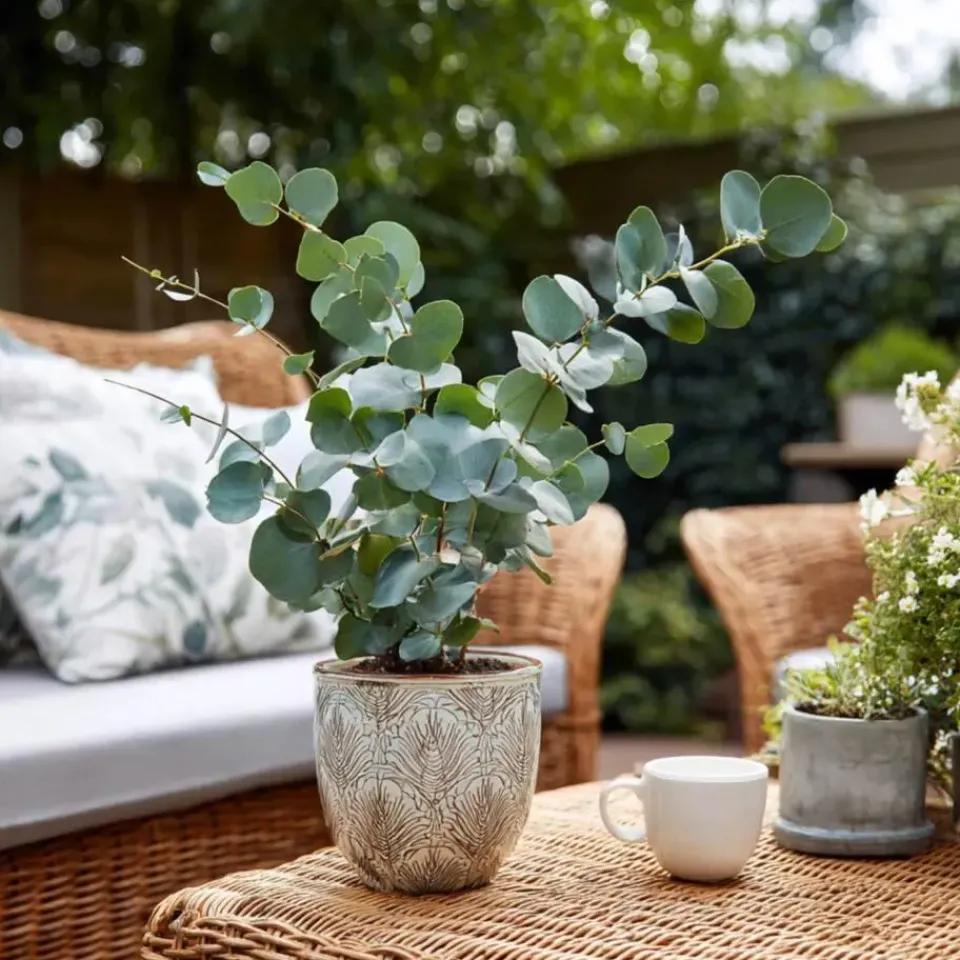 Plant in a Box Zilvereucalyptus - Set van 2 - Eucalyptus - Hoogte 90-110cm - ⌀19cm Clearance