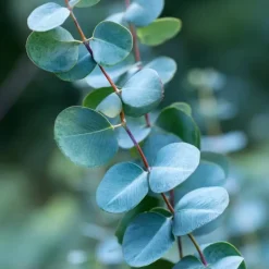 Plant in a Box Zilvereucalyptus - Set van 2 - Eucalyptus - Hoogte 90-110cm - ⌀19cm Clearance