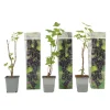 Plant in a Box Zwarte bes - Set van 3 - Ribes Nigrum - Hoogte 25-40cm - ⌀9cm Online