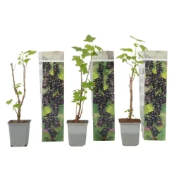 Plant in a Box Zwarte bes - Set van 3 - Ribes Nigrum - Hoogte 25-40cm - ⌀9cm Online
