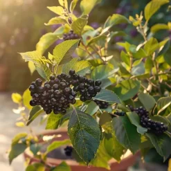 Plant in a Box Zwarte bes - Set van 3 - Ribes Nigrum - Hoogte 25-40cm - ⌀9cm Online