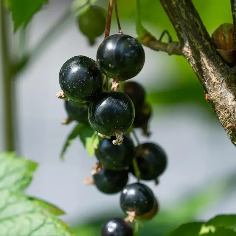 Plant in a Box Zwarte bes - Set van 3 - Ribes Nigrum - Hoogte 25-40cm - ⌀9cm Online