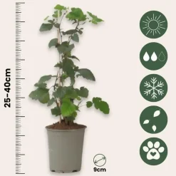 Plant in a Box Zwarte bes - Set van 3 - Ribes Nigrum - Hoogte 25-40cm - ⌀9cm Online