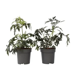 Plant in a Box Zwarte vlier - Set van 2 - Sambucus nigra 'Black Lace' - Hoogte 25-40cm - ⌀17cm Discount