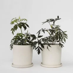 Plant in a Box Zwarte vlier - Set van 2 - Sambucus nigra 'Black Lace' - Hoogte 25-40cm - ⌀17cm Discount