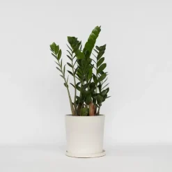 Plant in a Box ZZ-plant - Zamioculcas Zamiifolia - Hoogte 55-65cm - ⌀17cm Discount